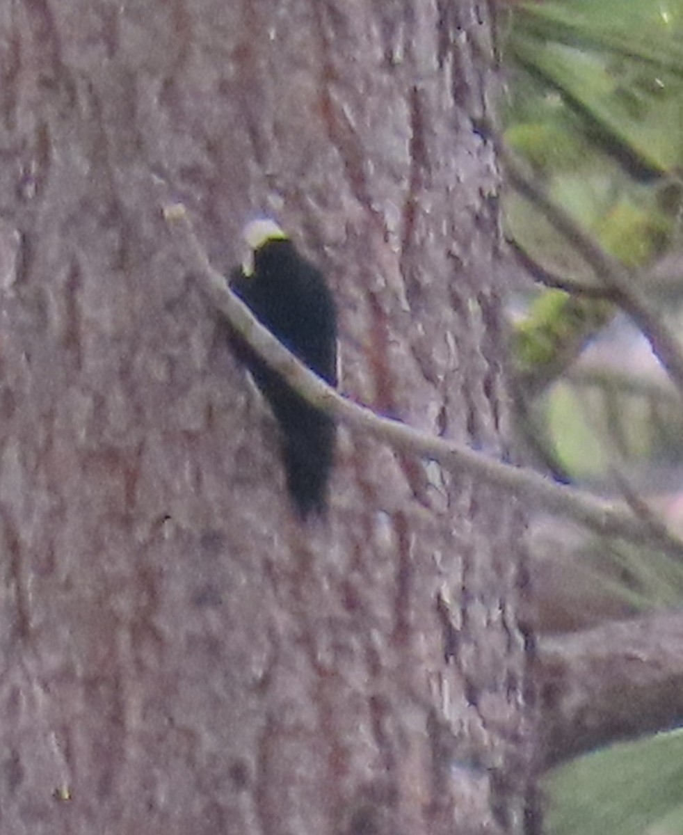 White-headed Woodpecker - ML620234707