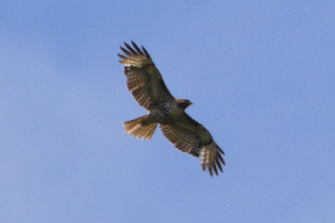 Red-tailed Hawk - ML620234712