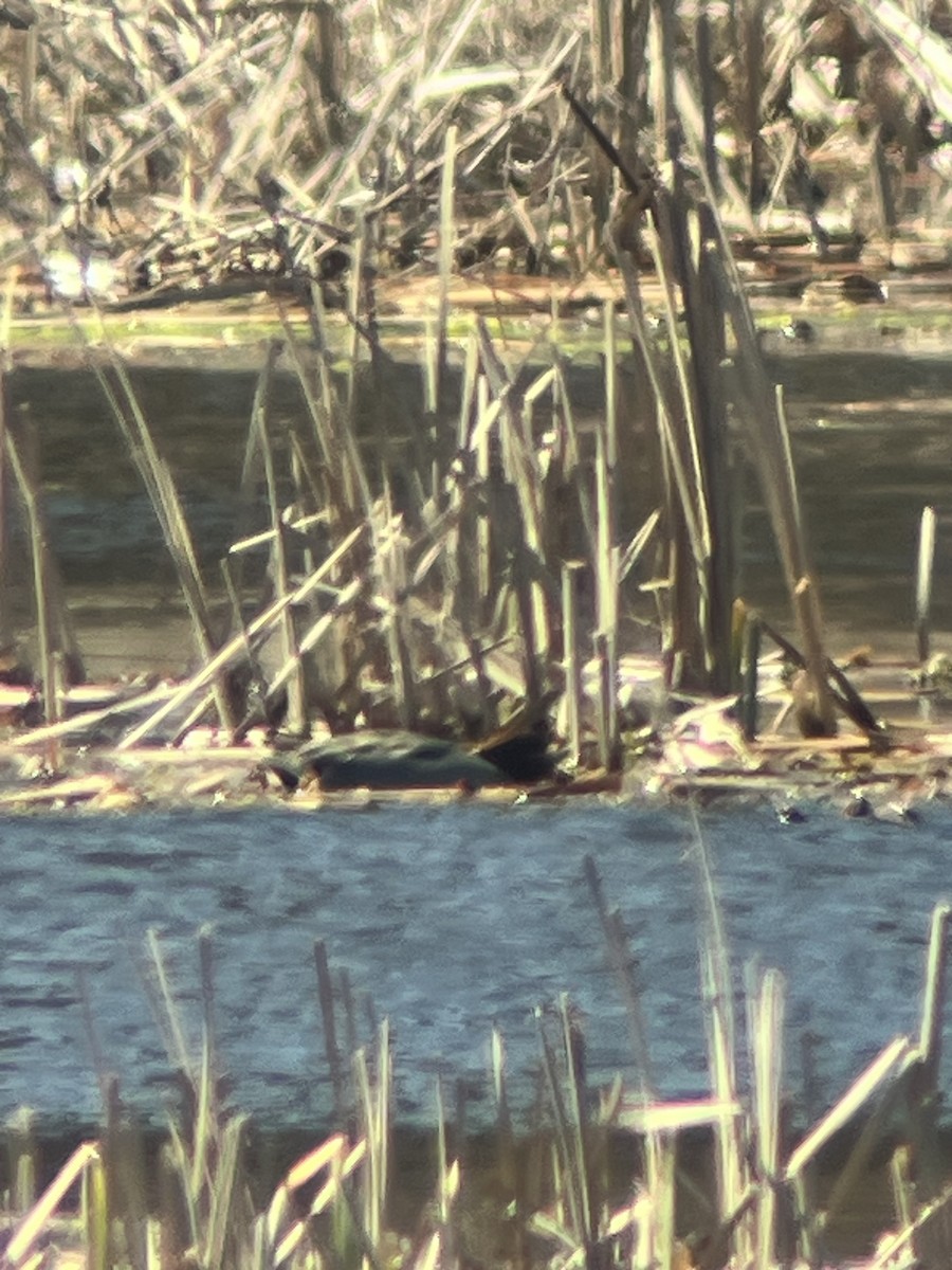 Green-winged Teal (Eurasian) - ML620234717