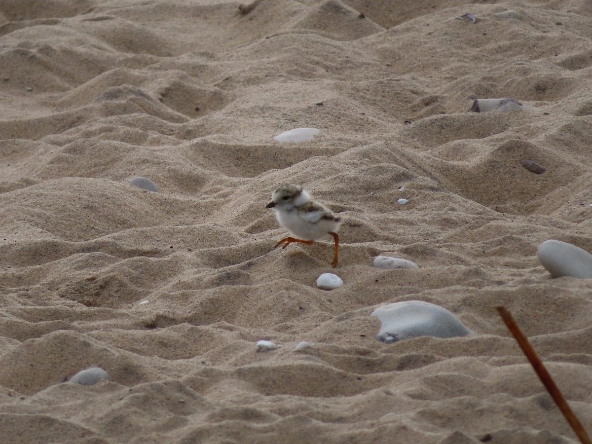 Piping Plover - ML620234719