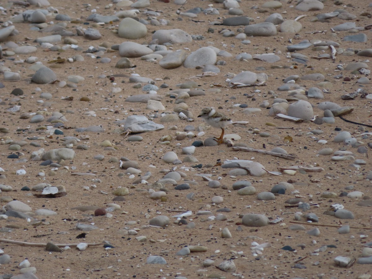 Piping Plover - ML620234720