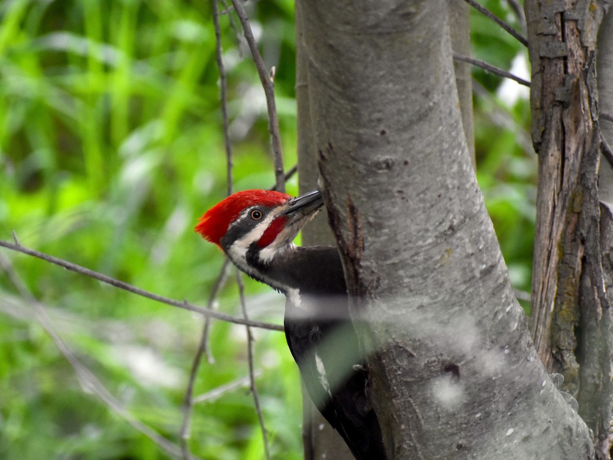 Pileated Woodpecker - ML620234726