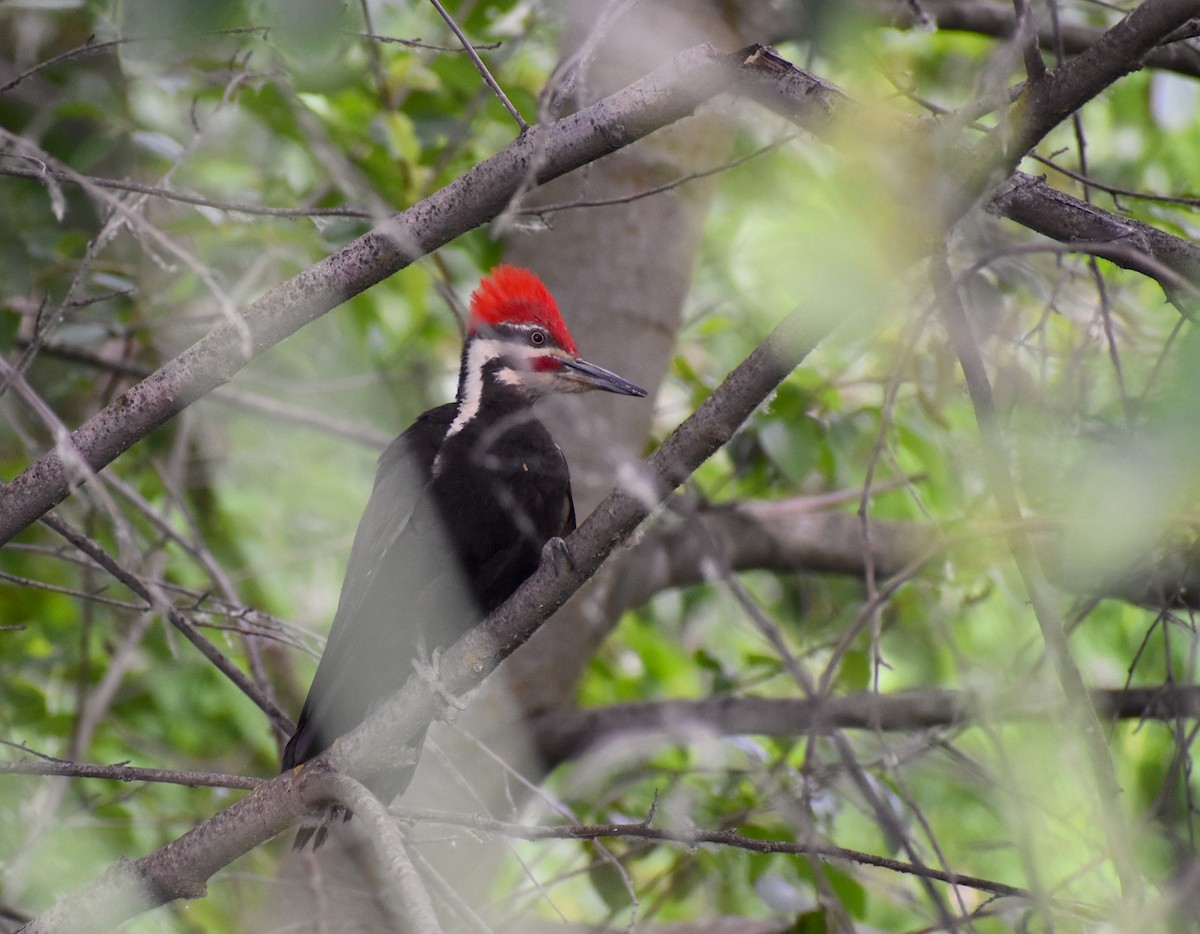 Pileated Woodpecker - ML620234728