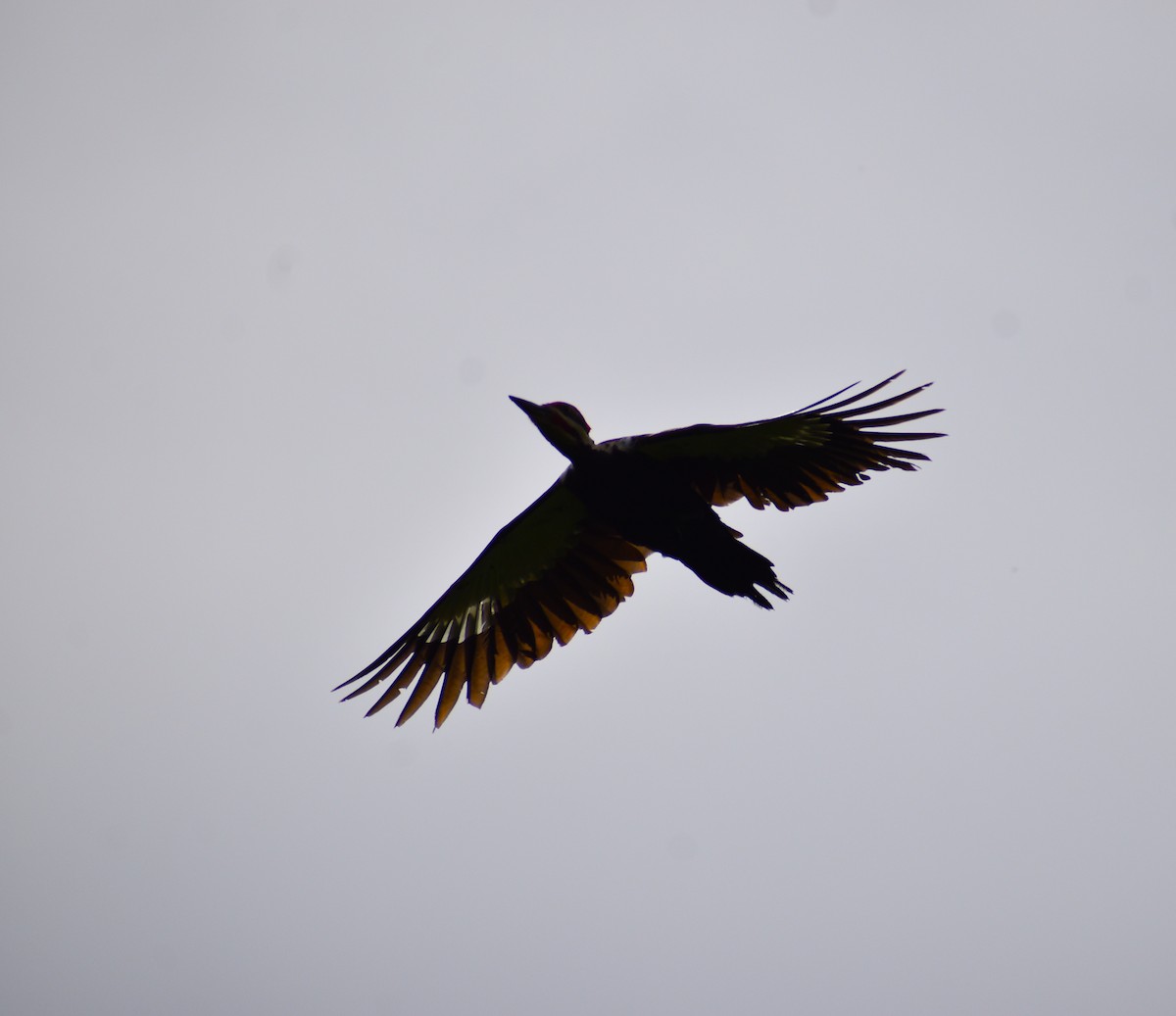 Pileated Woodpecker - ML620234730