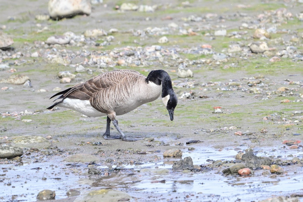 Canada Goose - ML620234737