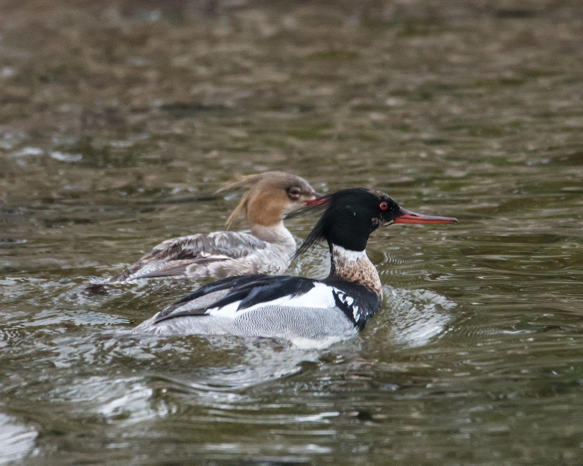 Red-breasted Merganser - ML620234749