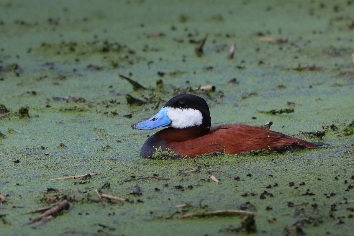 Ruddy Duck - ML620234751