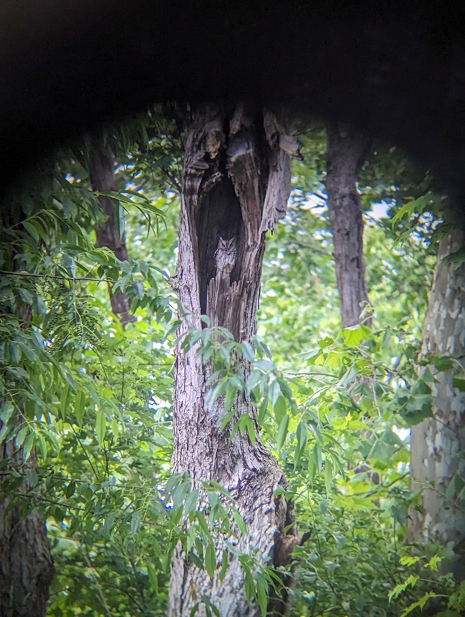 Eastern Screech-Owl - ML620234752