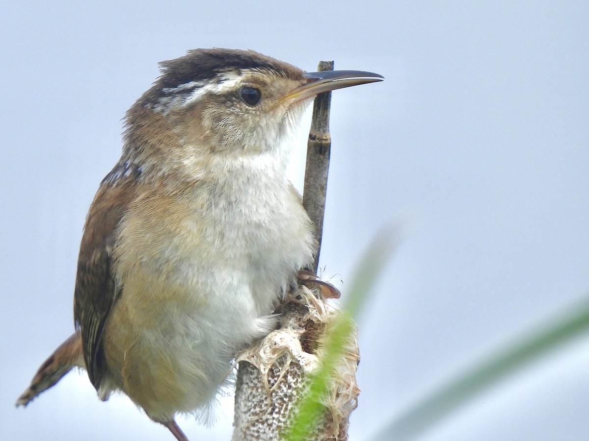 Marsh Wren - ML620234756