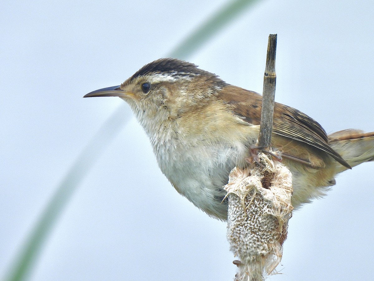 Marsh Wren - ML620234757