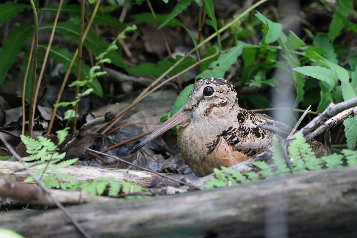 American Woodcock - ML620234768