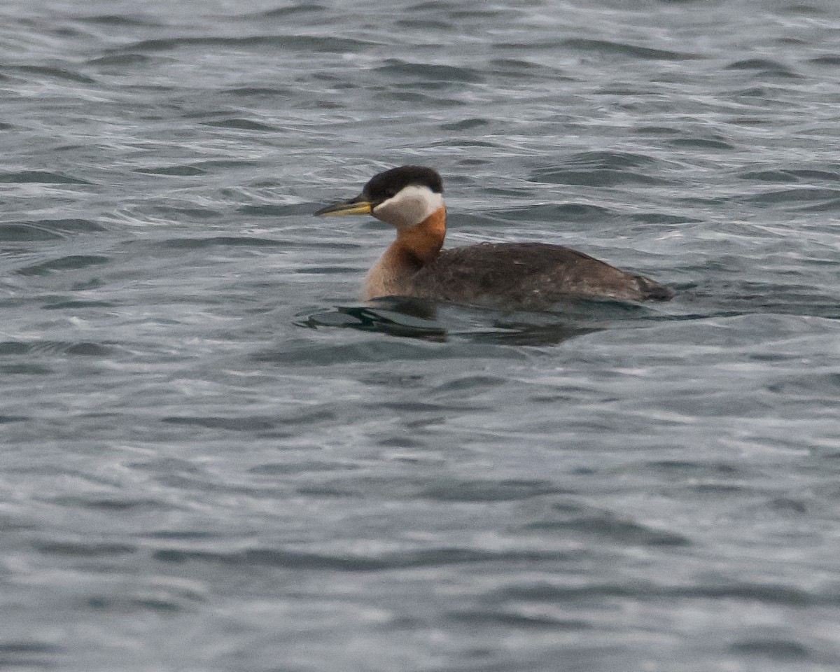 Red-necked Grebe - ML620234779