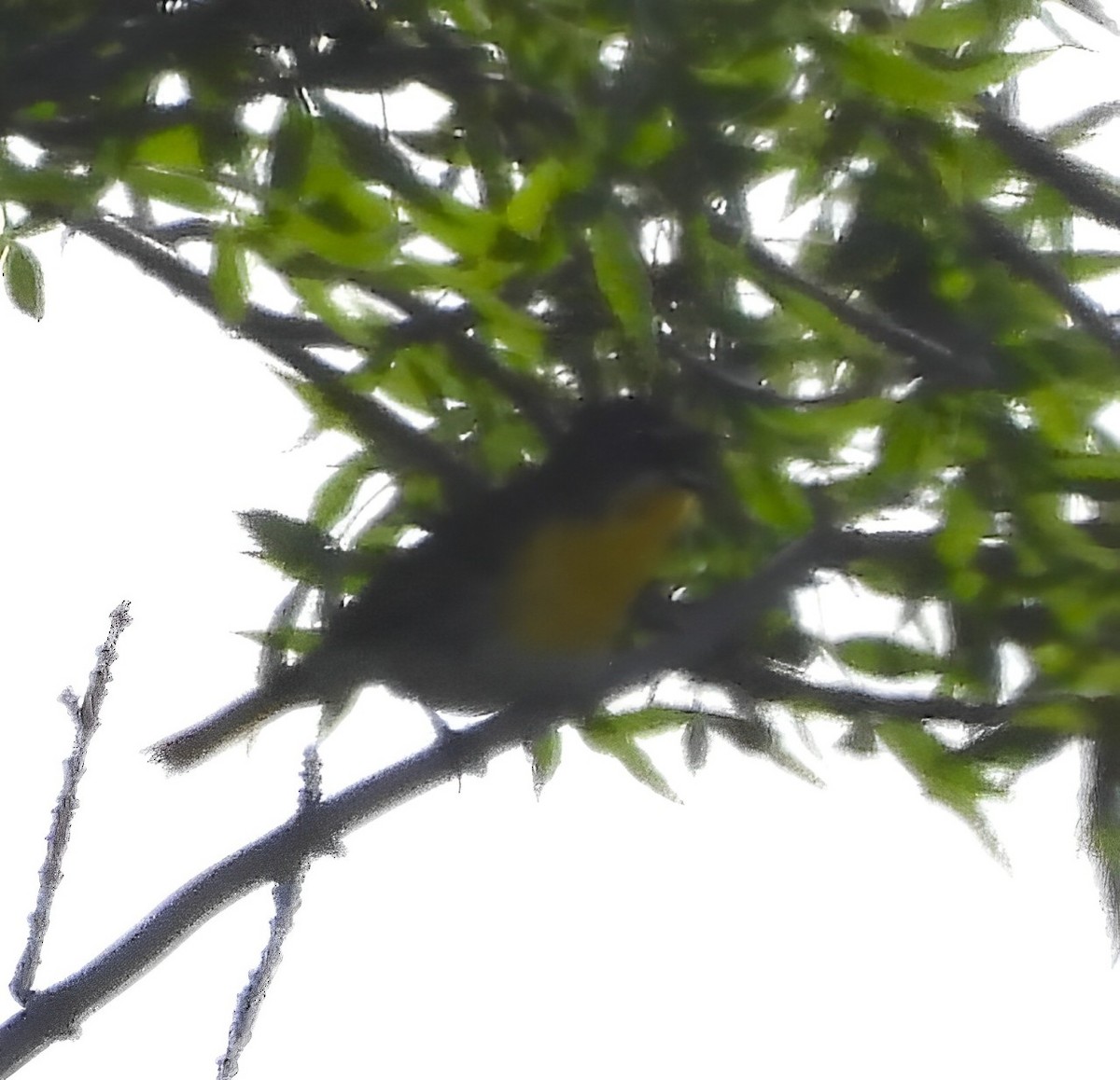Yellow-breasted Chat - ML620234783