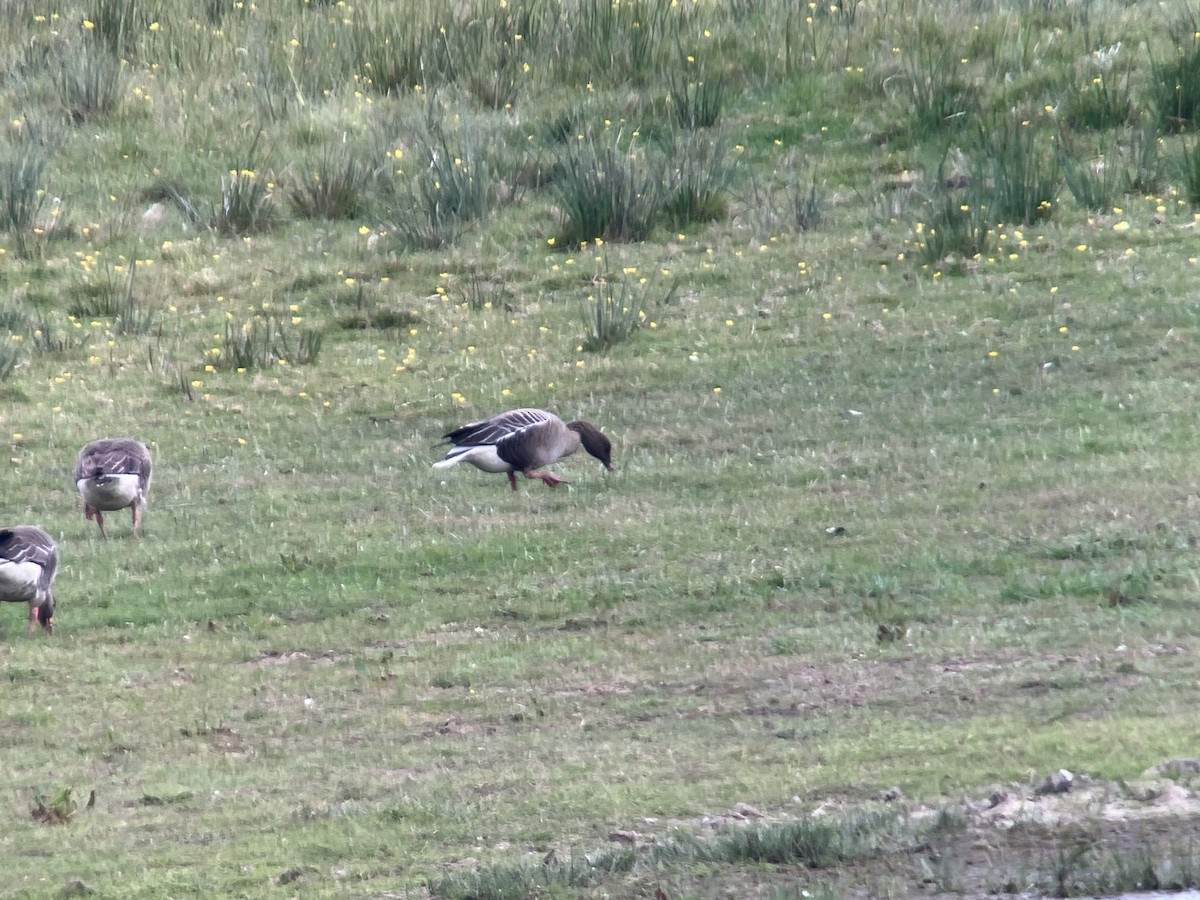 Pink-footed Goose - ML620234791