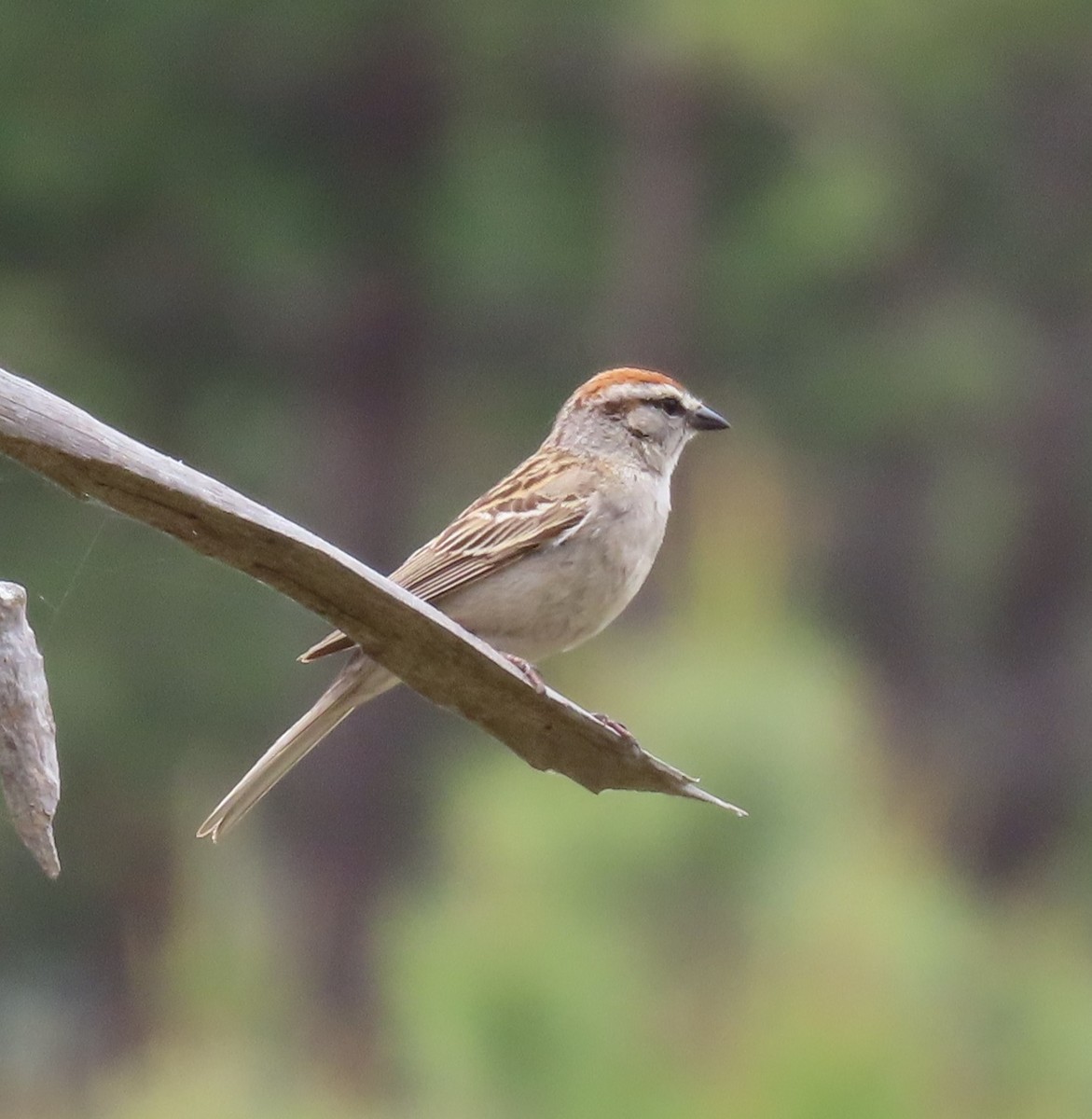 Chipping Sparrow - ML620234803