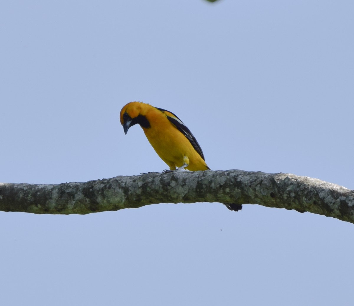 Oriole à gros bec - ML620234808