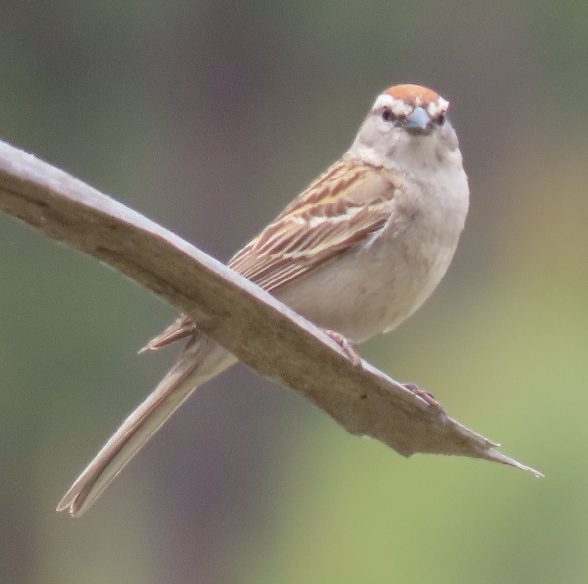 Chipping Sparrow - ML620234815