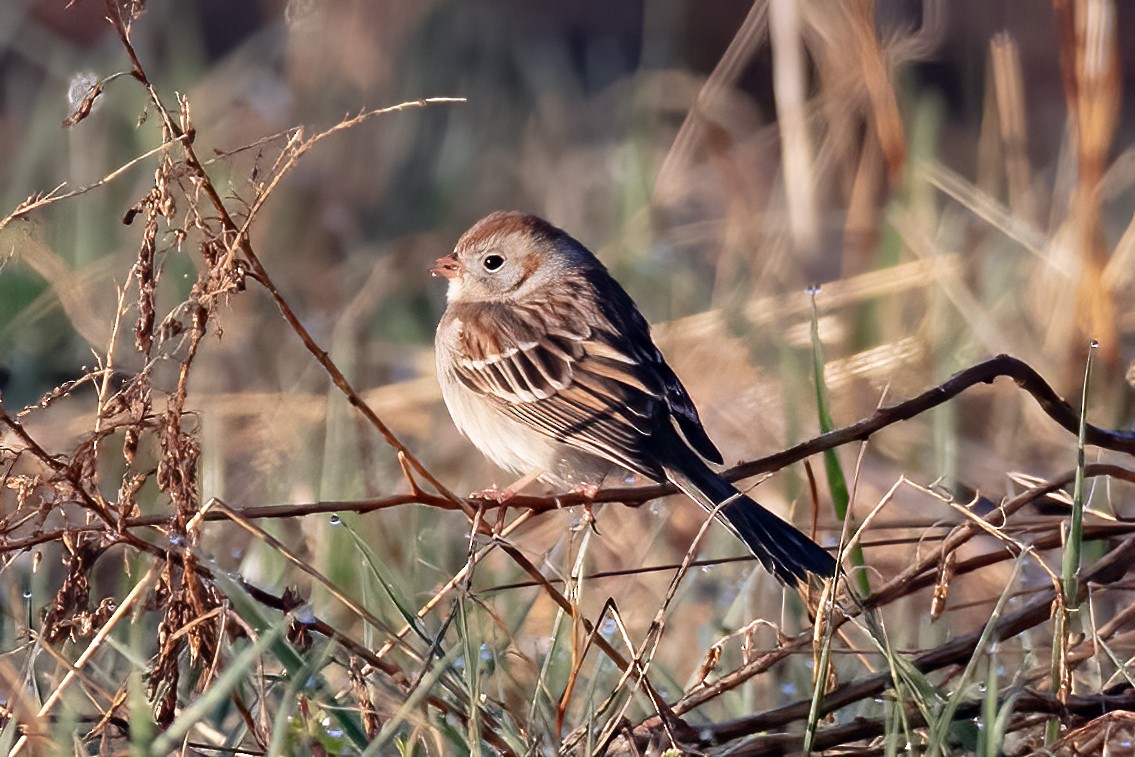 Field Sparrow - ML620234818