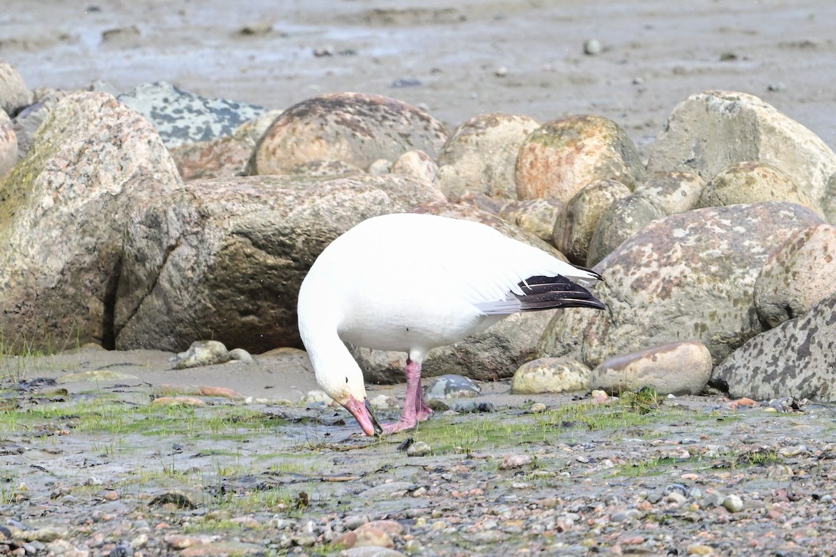 Snow Goose - ML620234820