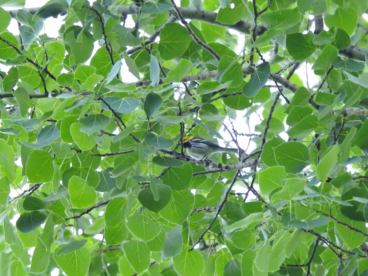 Black-throated Green Warbler - ML620234821