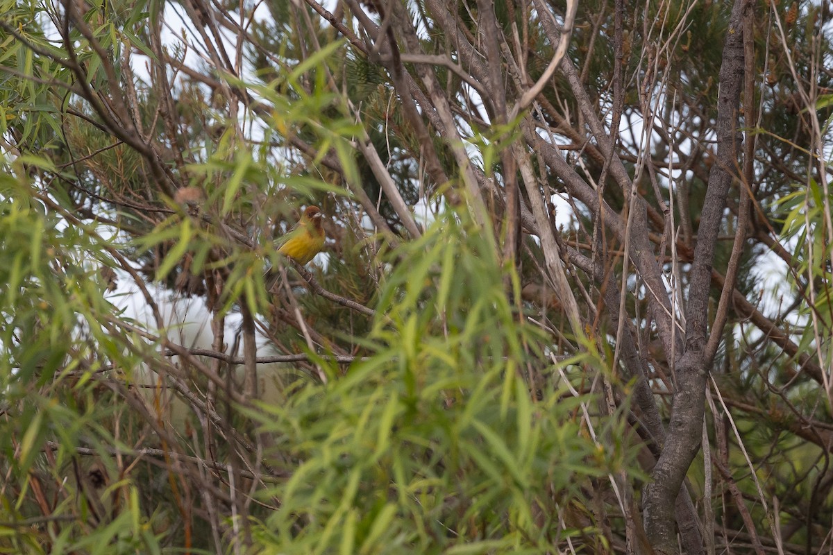 Red-headed Bunting - ML620234836