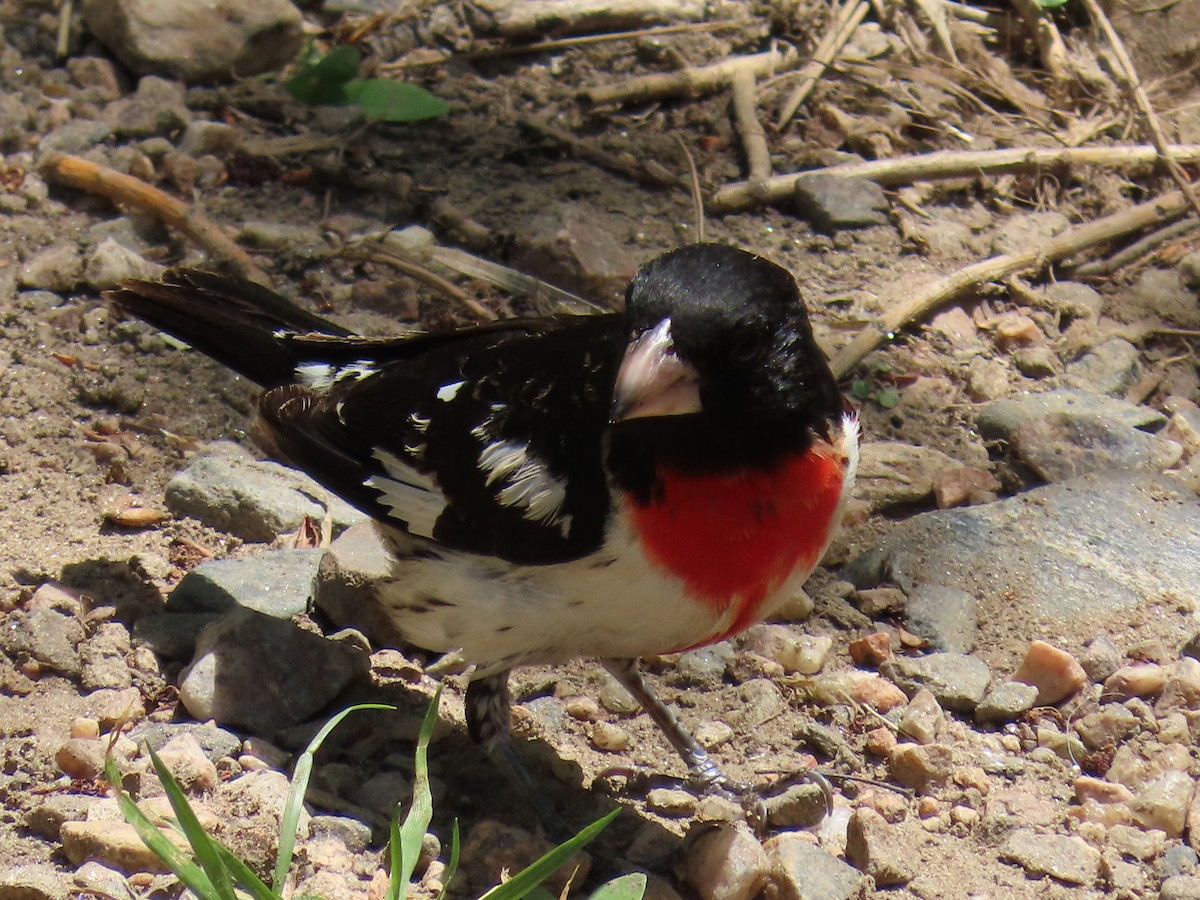 Cardinal à poitrine rose - ML620234841