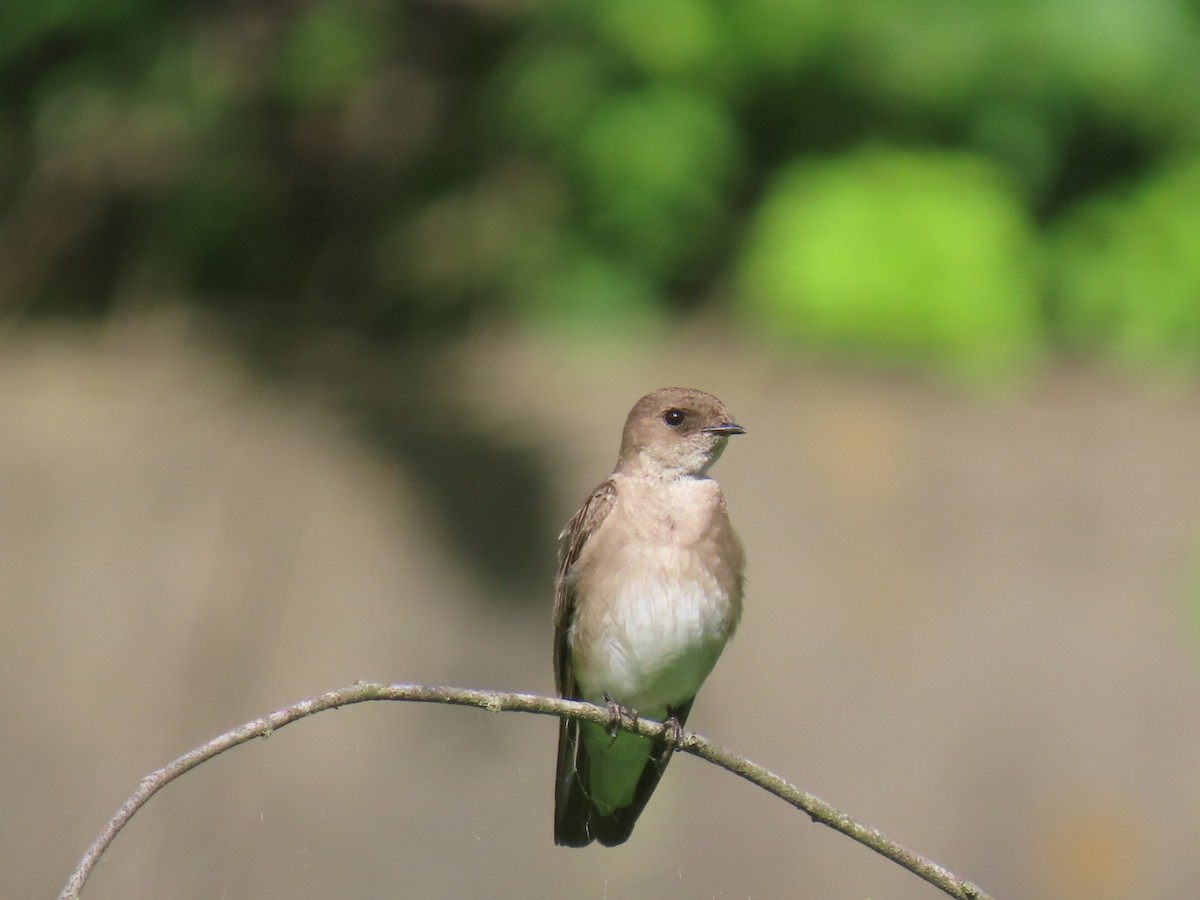 Northern Rough-winged Swallow - ML620234844