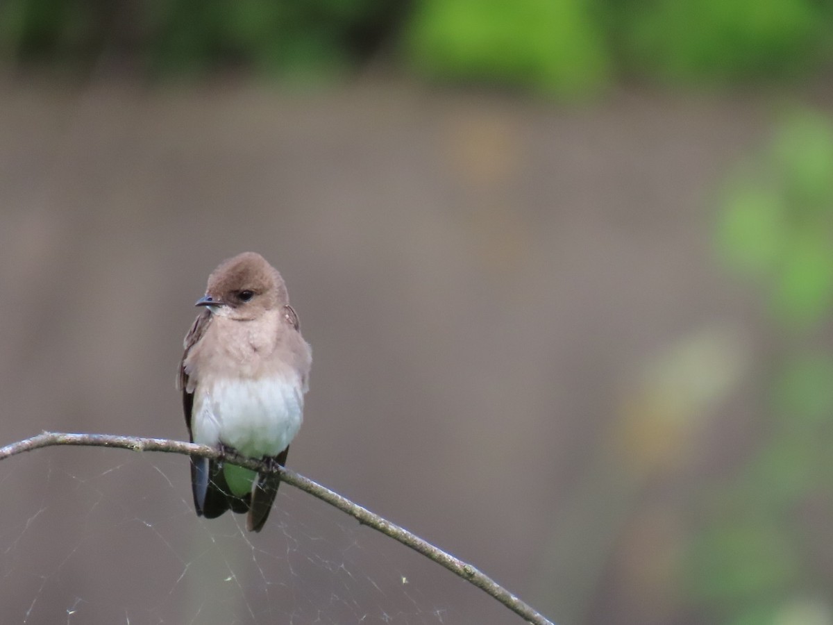 Northern Rough-winged Swallow - ML620234845