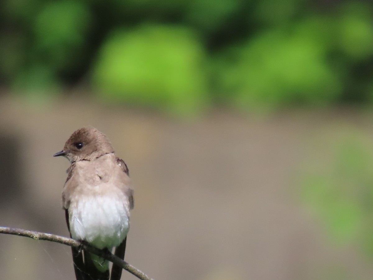 Northern Rough-winged Swallow - ML620234846