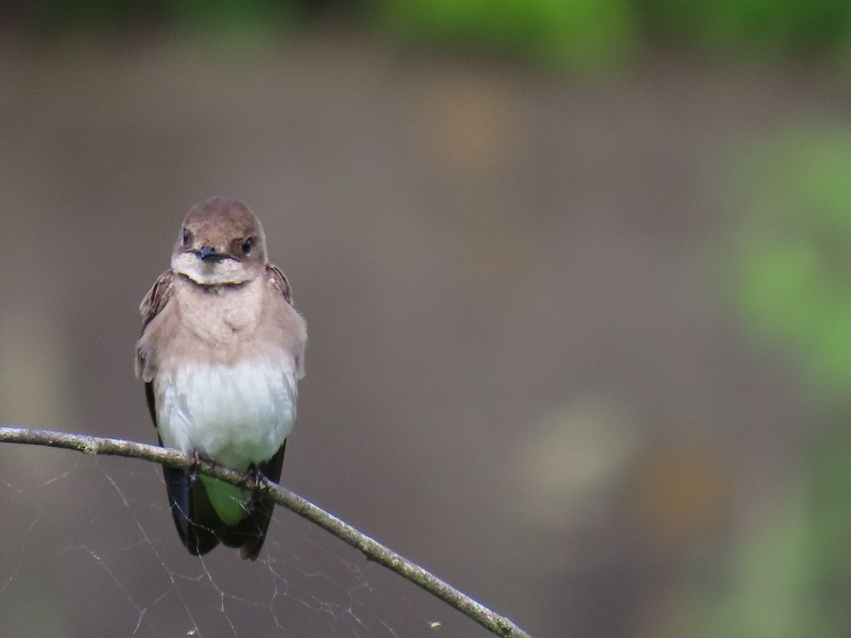 Northern Rough-winged Swallow - ML620234847