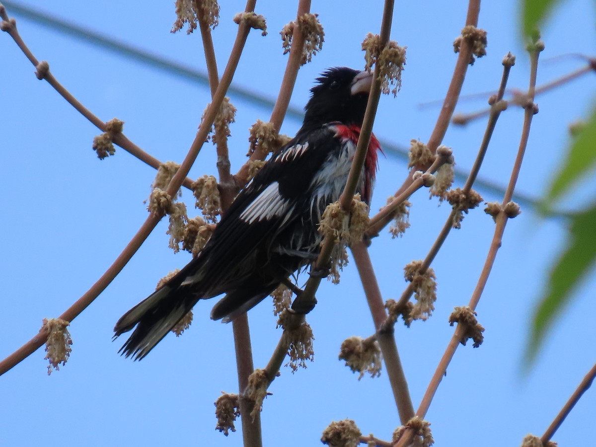 Rose-breasted Grosbeak - ML620234851