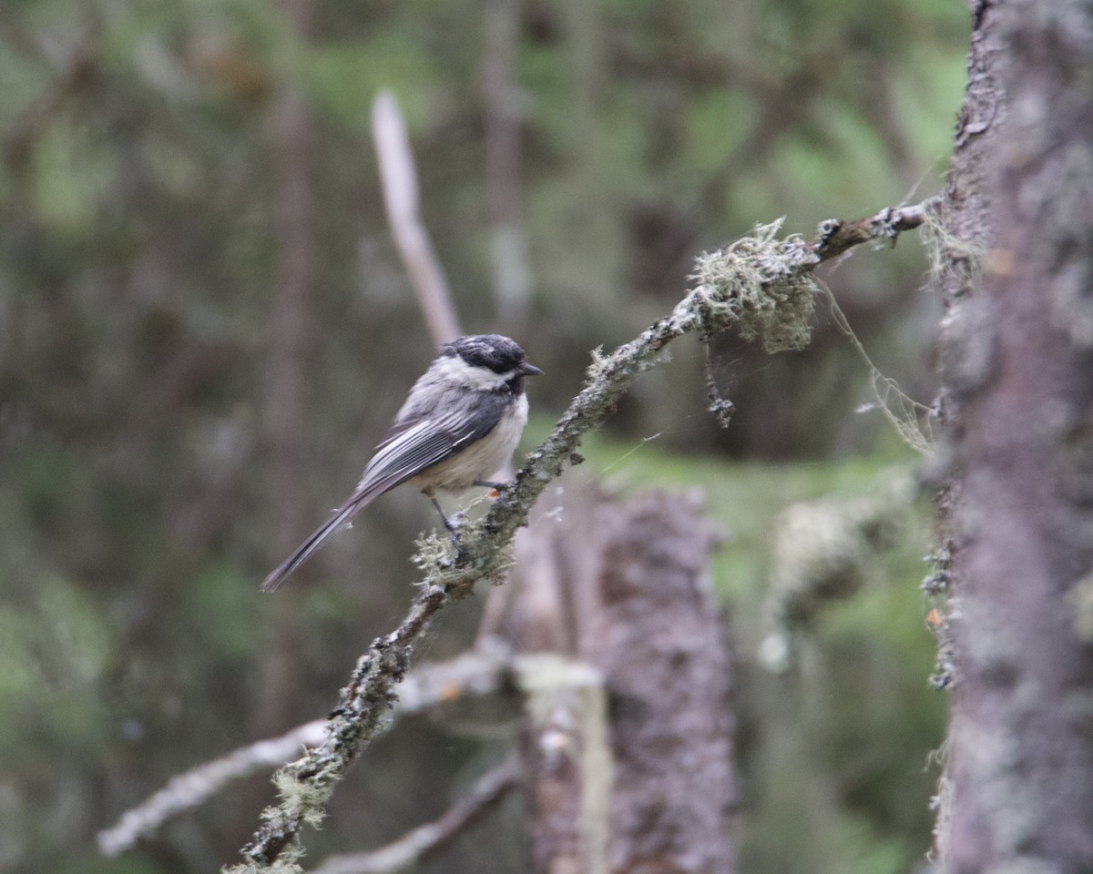 Mésange à tête noire - ML620234874