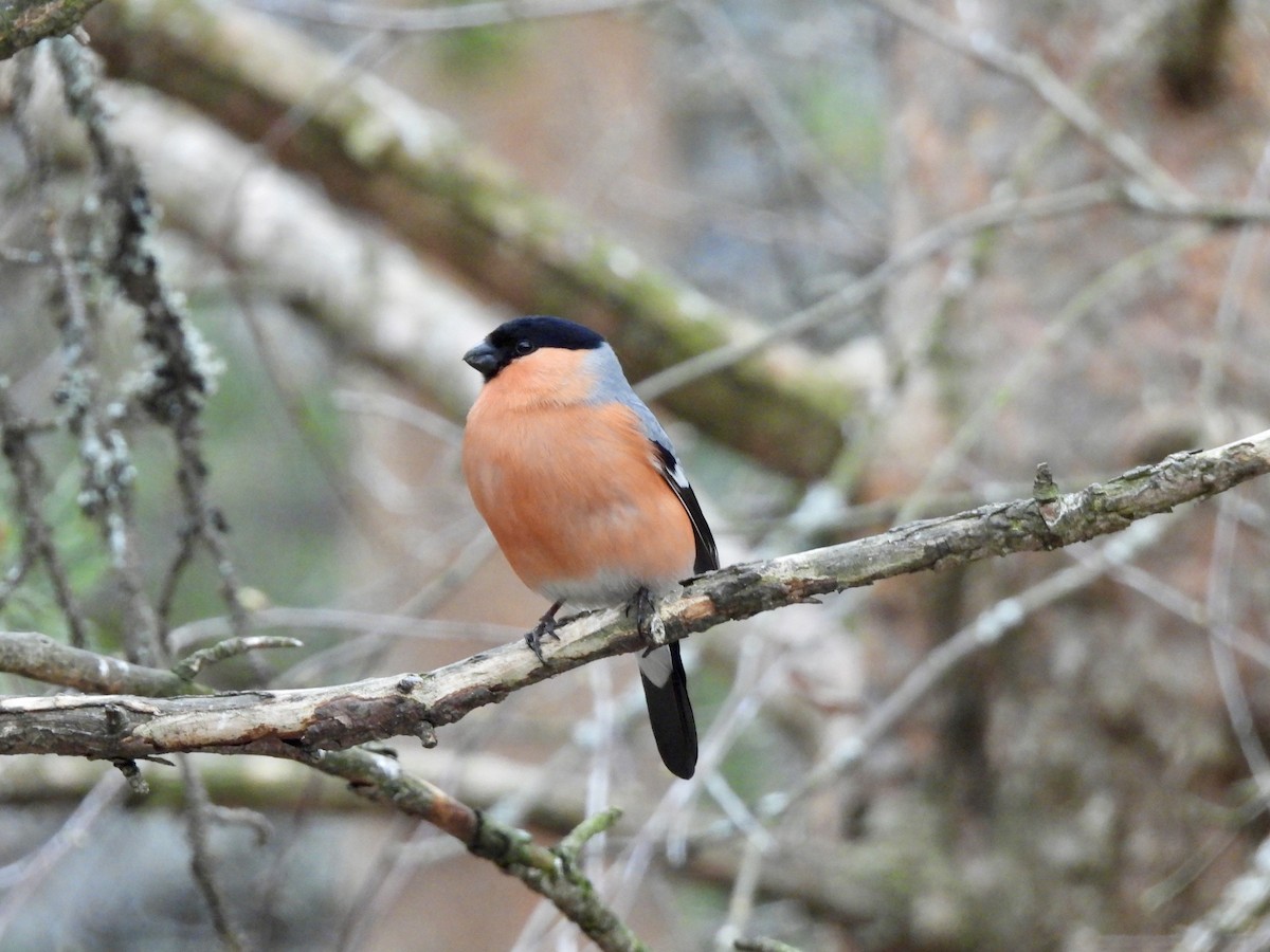 Eurasian Bullfinch - ML620234875