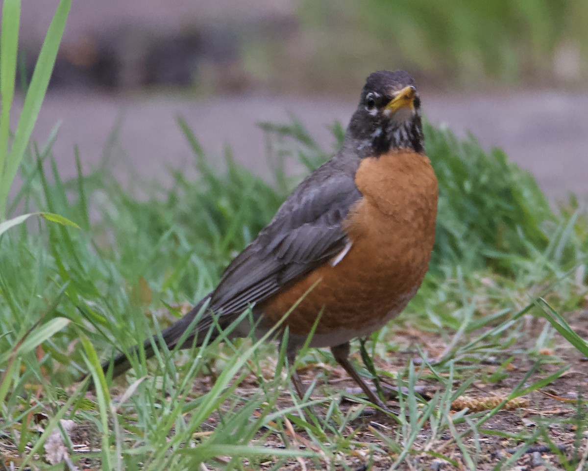 American Robin - Larry Waddell