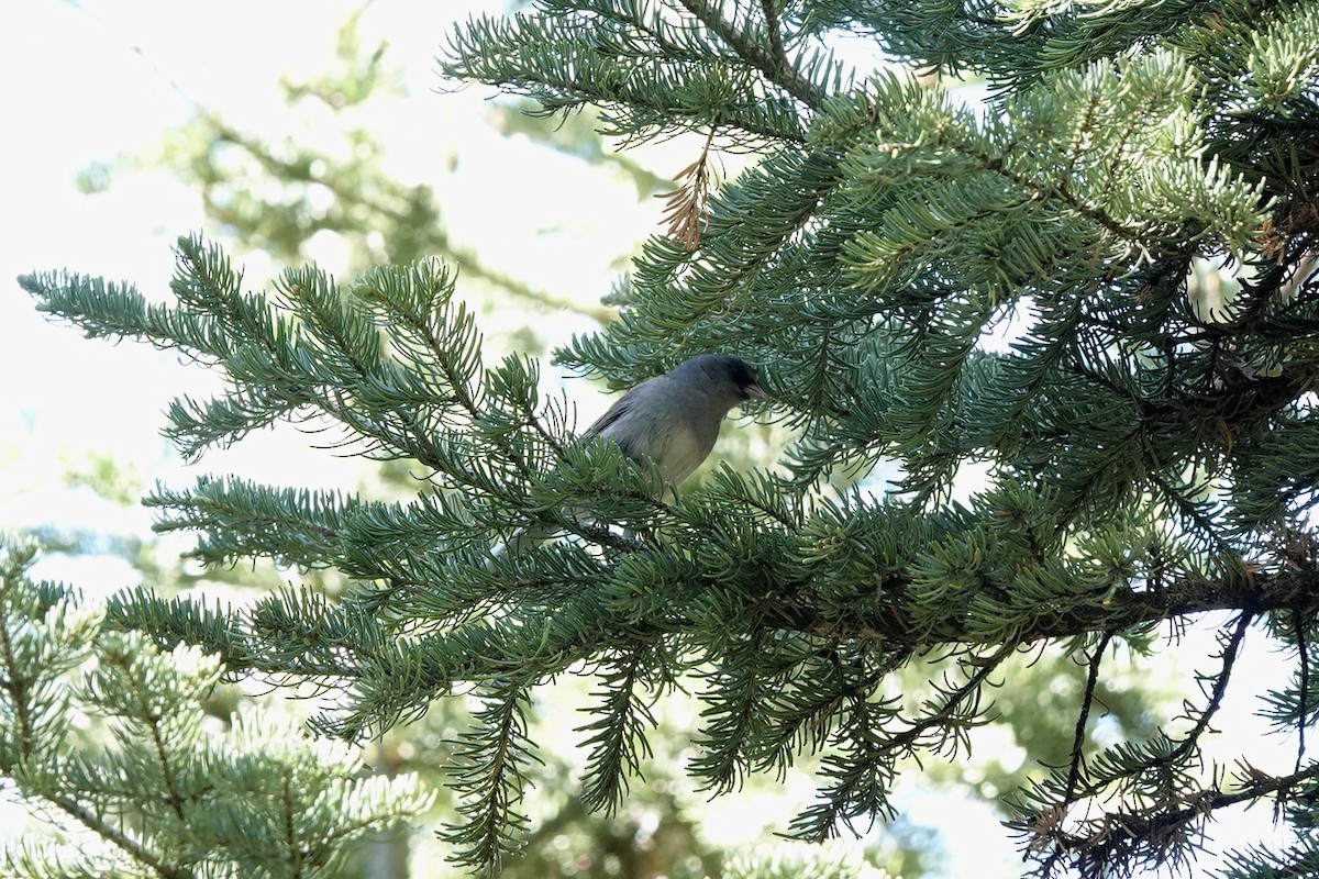 Dark-eyed Junco (Gray-headed) - ML620234896