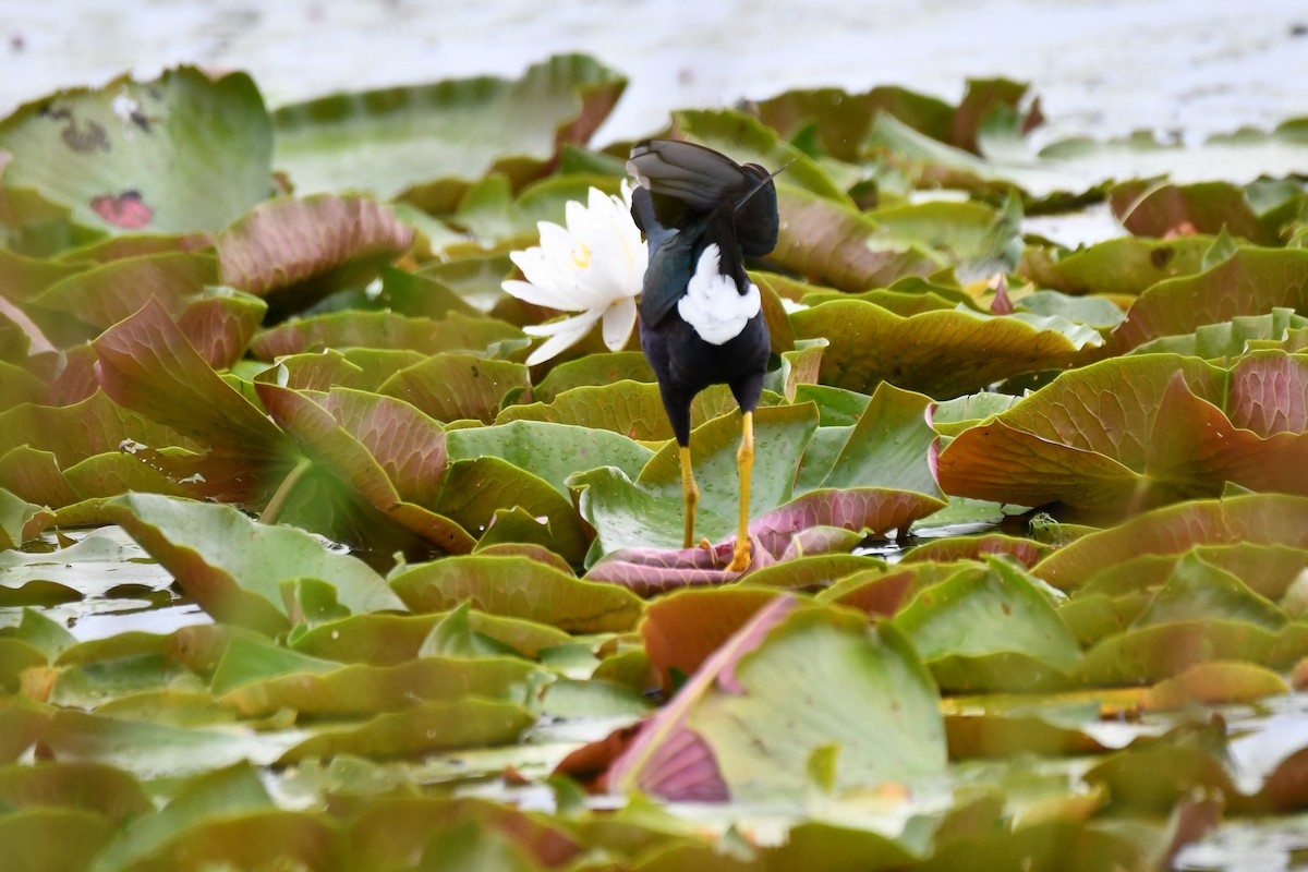 Purple Gallinule - ML620234913