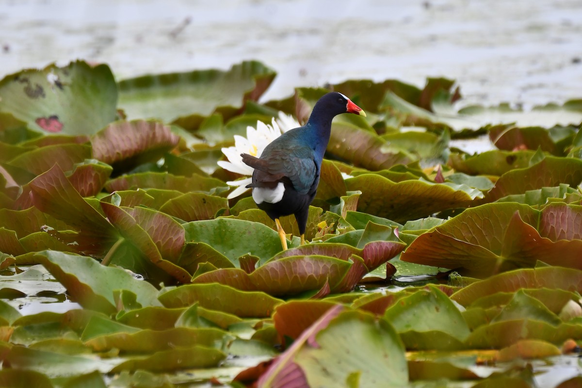 Purple Gallinule - Carmen Ricer