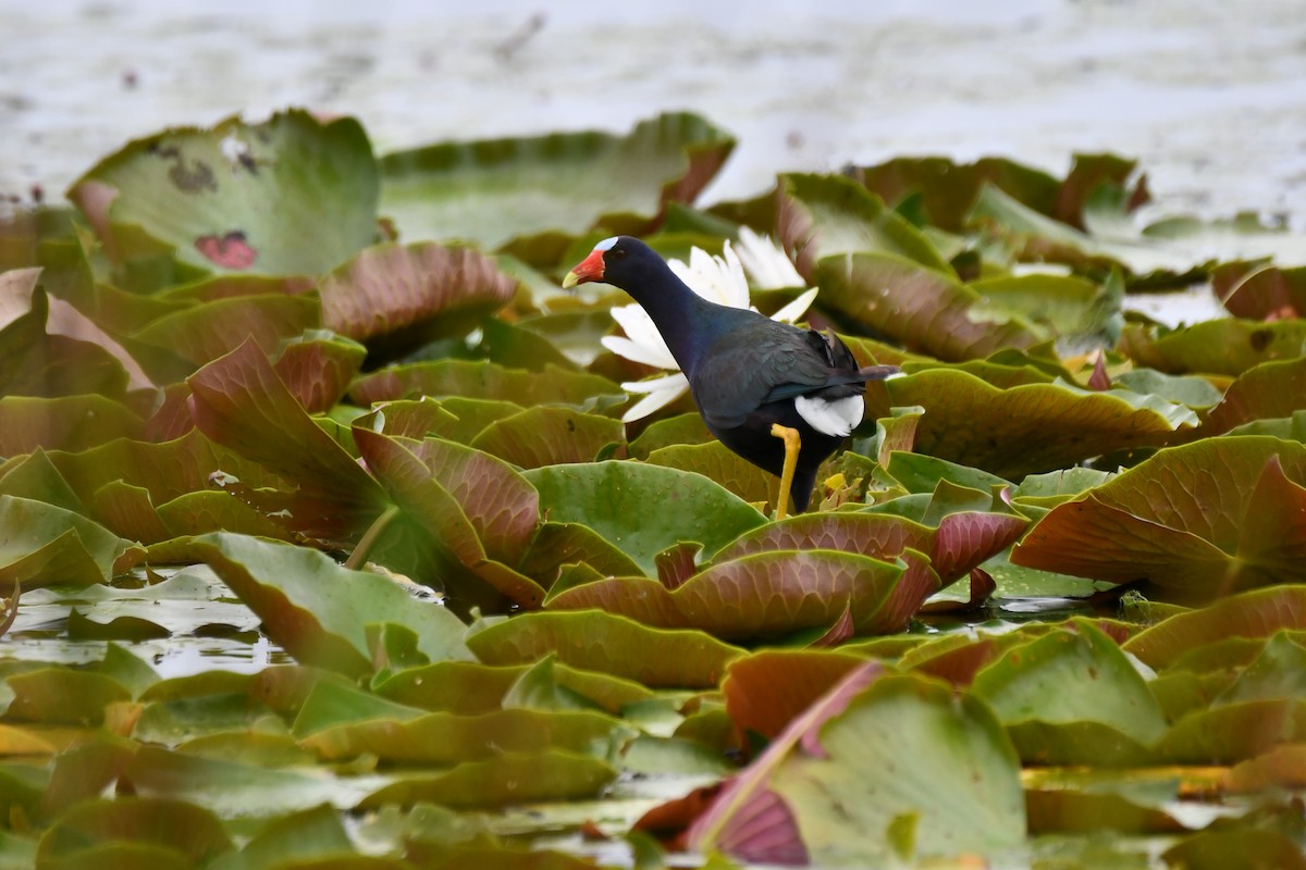 Purple Gallinule - ML620234915