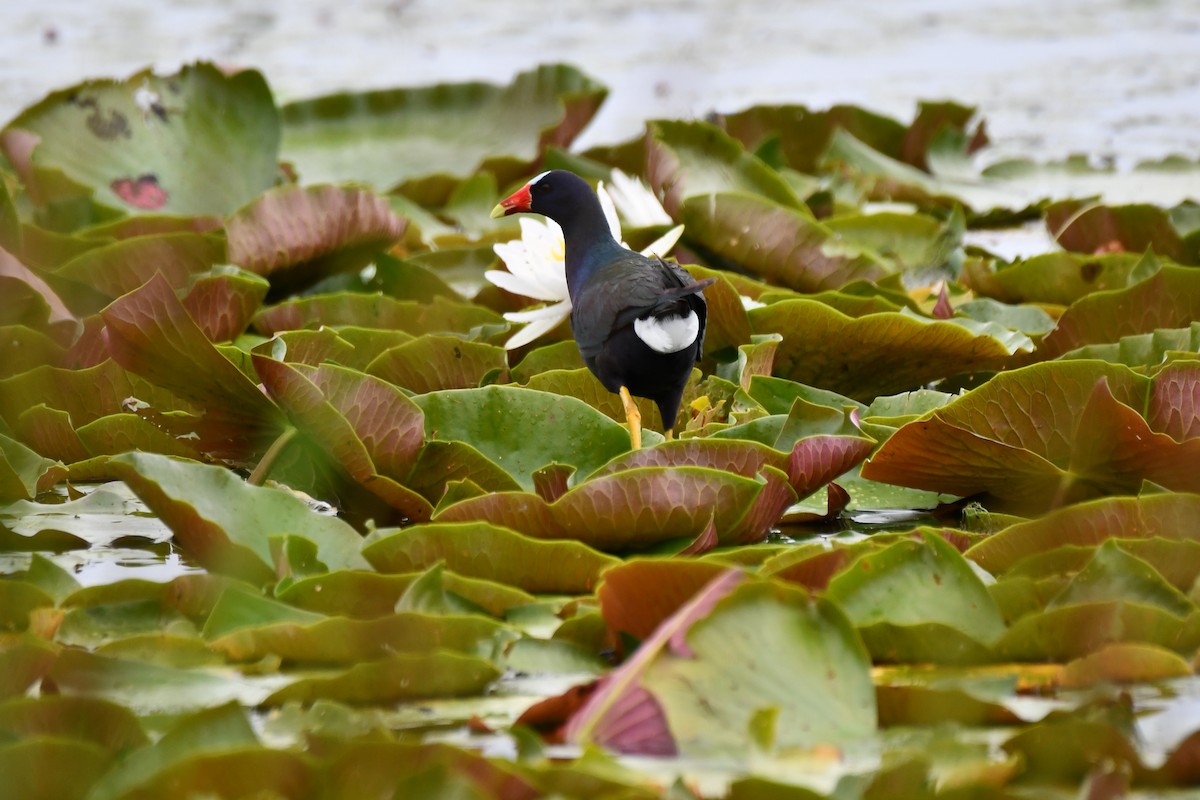 Purple Gallinule - ML620234916