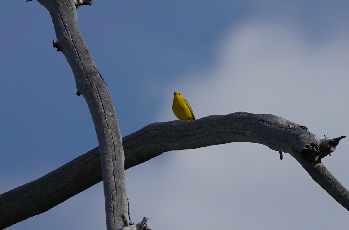 Yellow Warbler - ML620234927