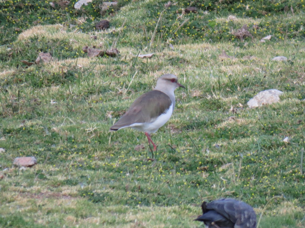 Andean Lapwing - ML620234928