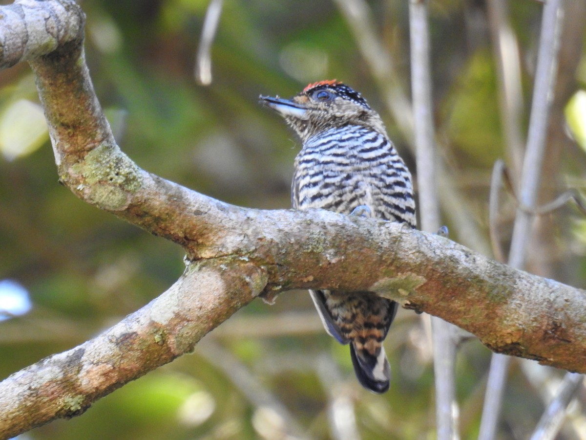 White-barred Piculet - ML620234930