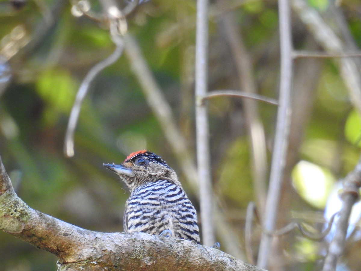 White-barred Piculet - ML620234931