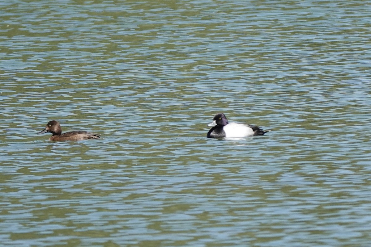 Lesser Scaup - ML620234939