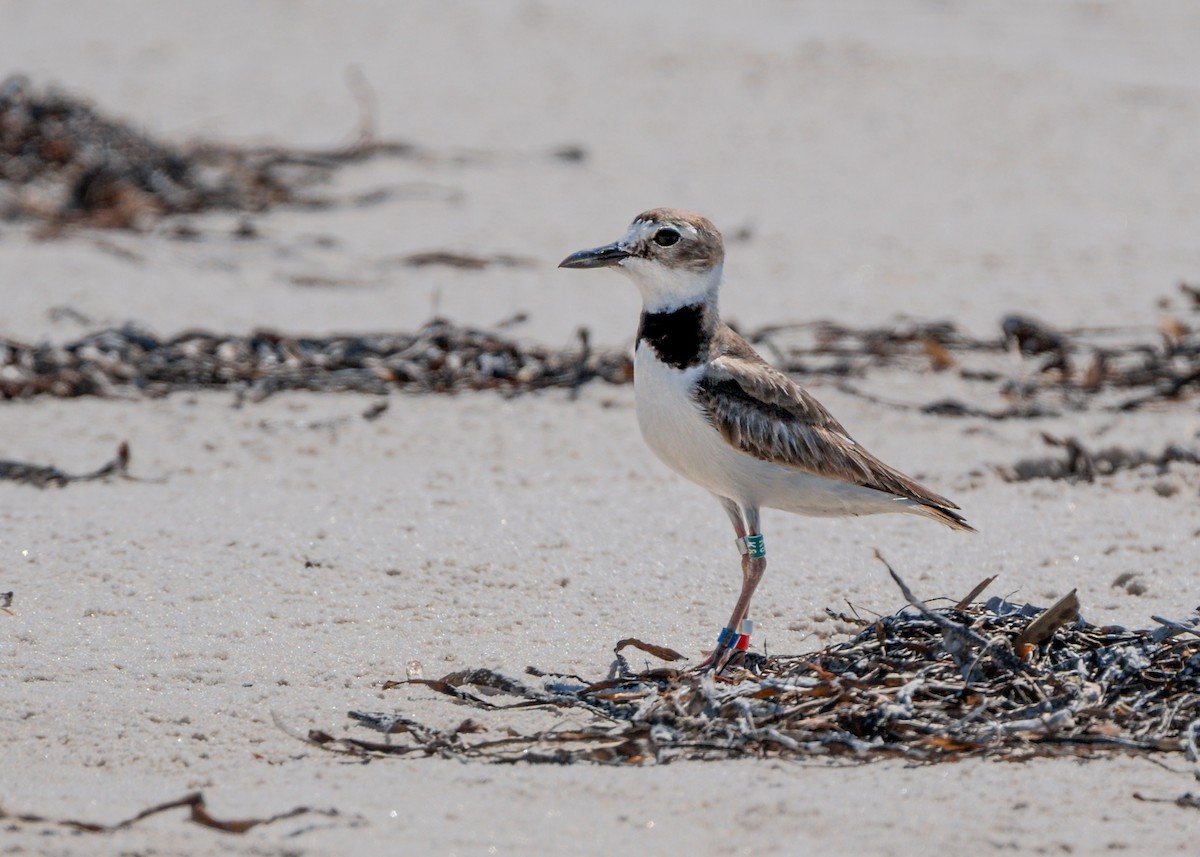 Wilson's Plover - ML620234951