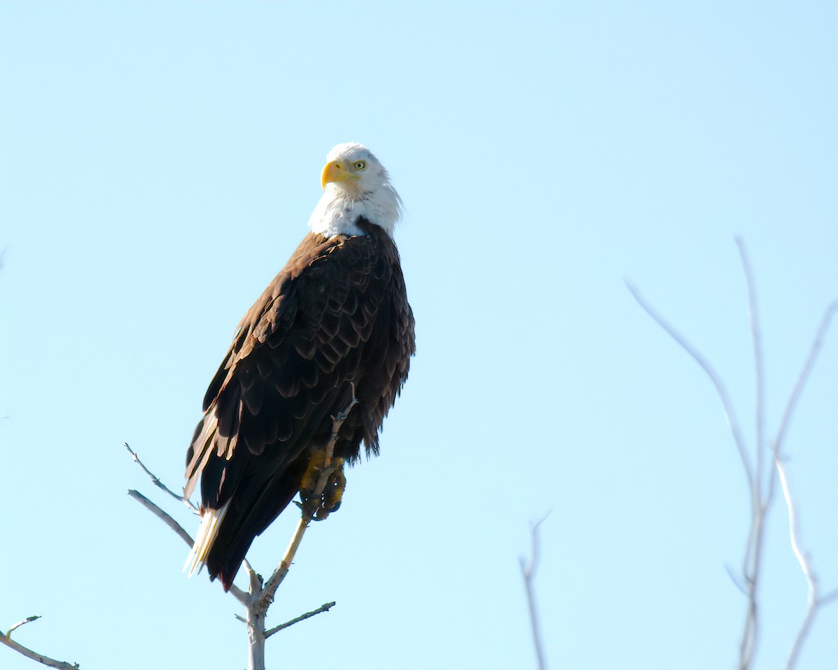 Bald Eagle - ML620234952