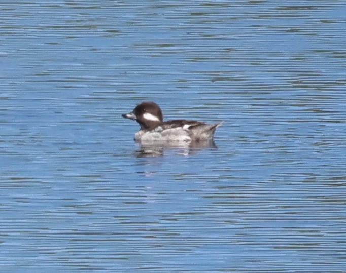 Bufflehead - ML620234954