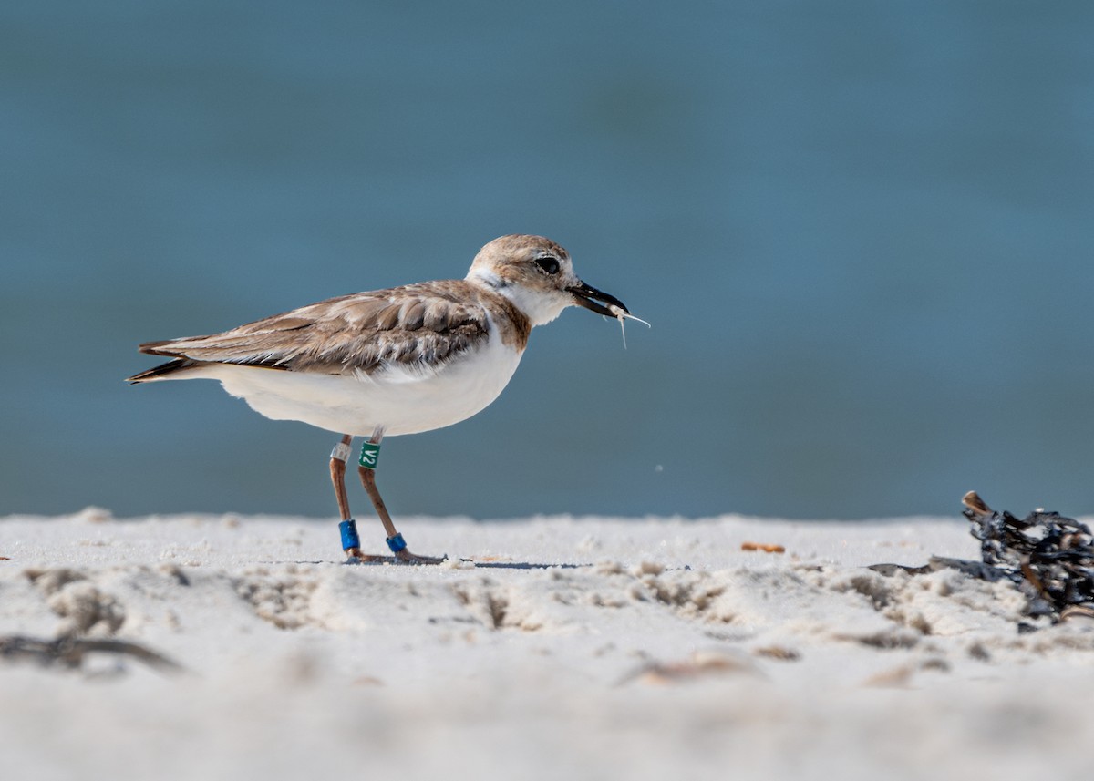 Wilson's Plover - ML620234955