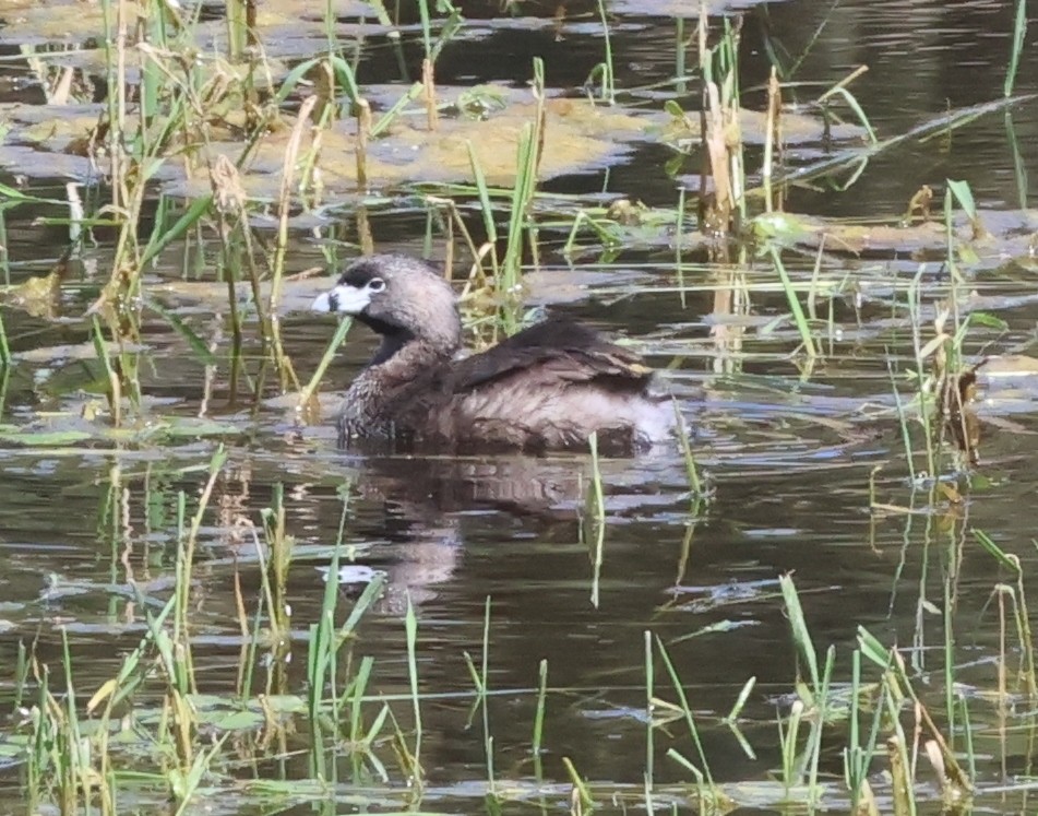 Pied-billed Grebe - ML620234972