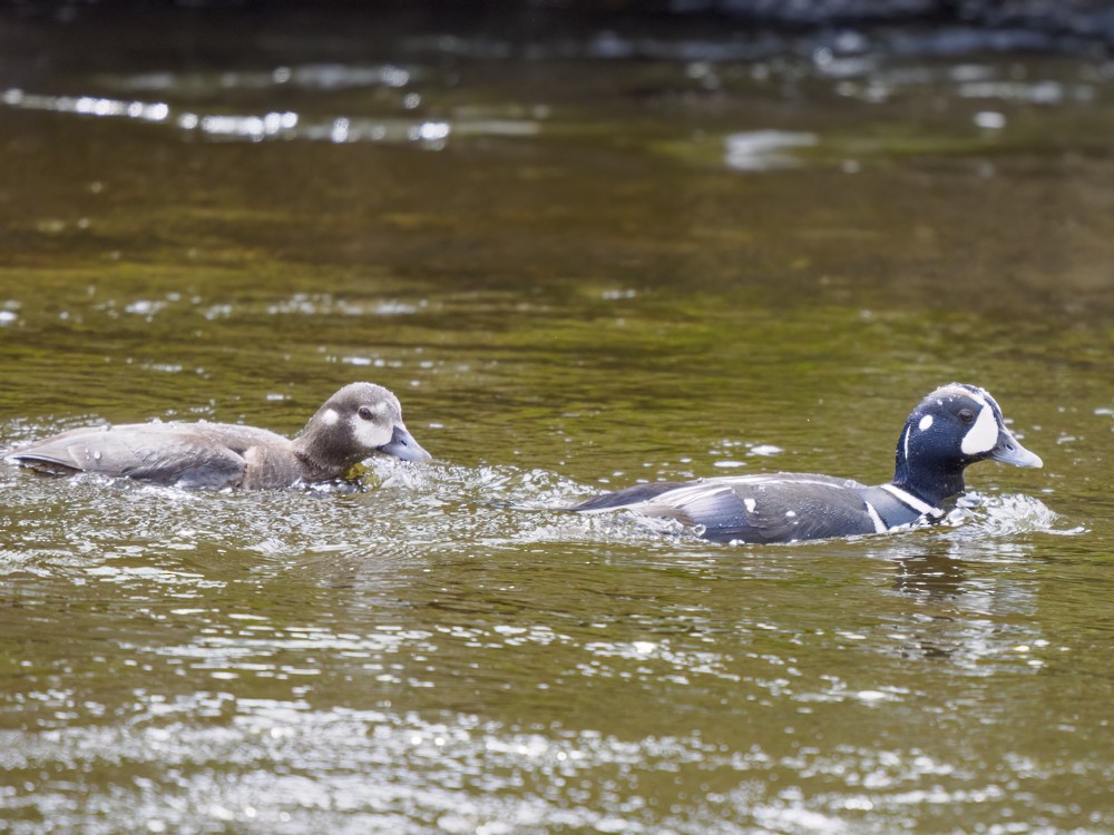 Harlequin Duck - ML620234974